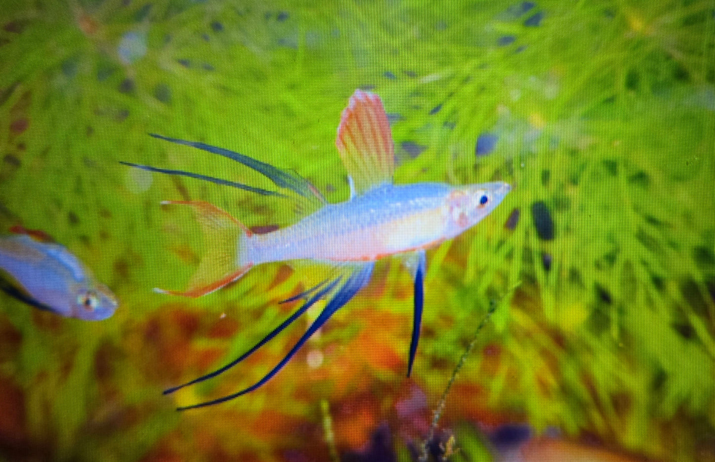 Threadfin rainbow 3cm x 5pc