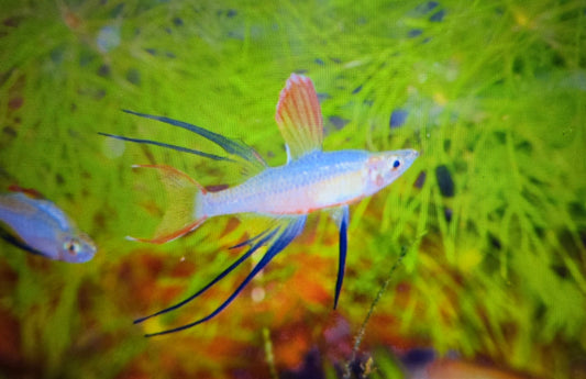 Threadfin rainbow 3cm x 5pc