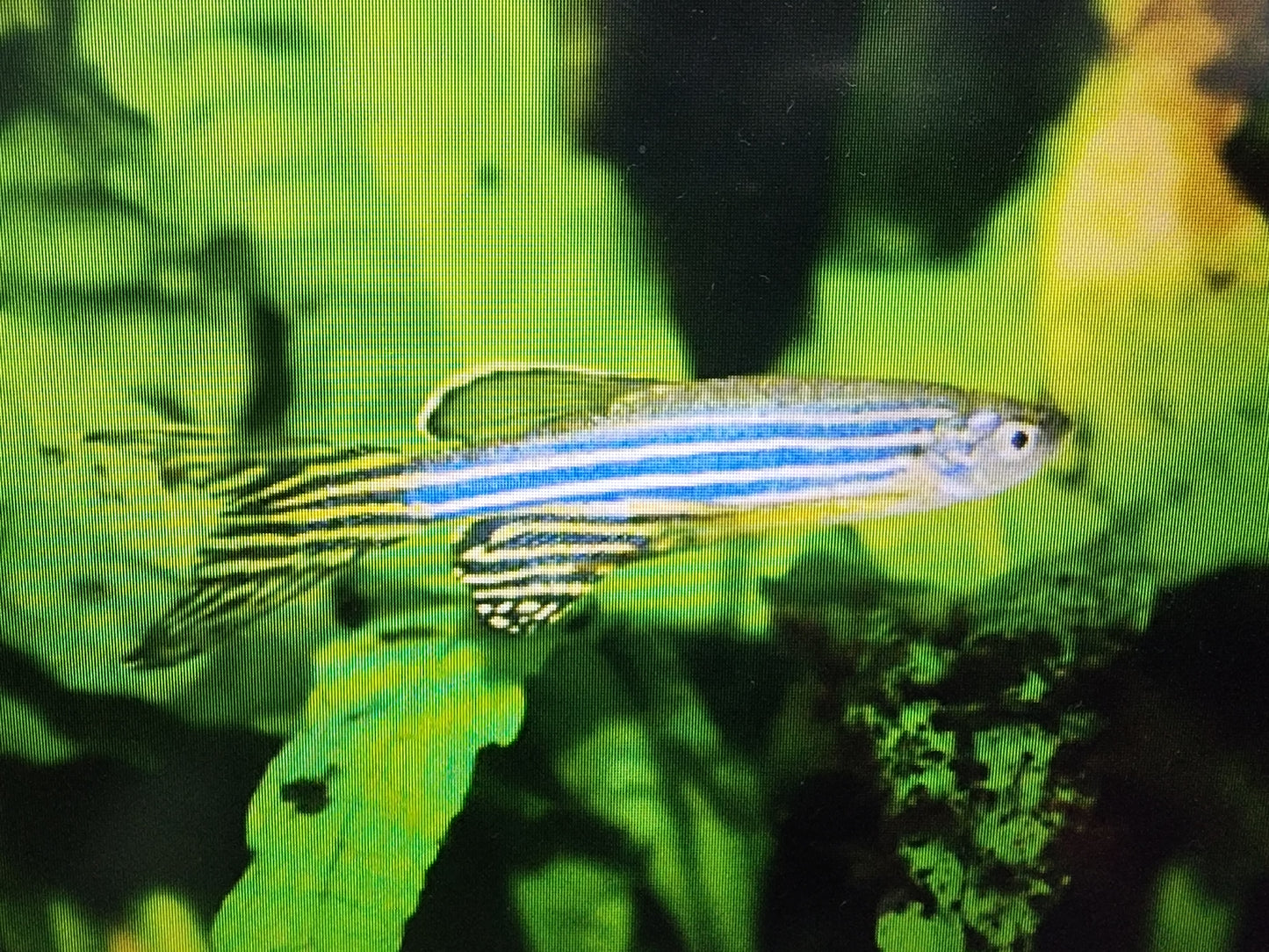 Zebra danio longfin 2.5cm x 5pc