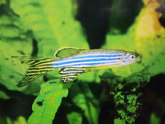 Zebra danio longfin 2.5cm x 5pc