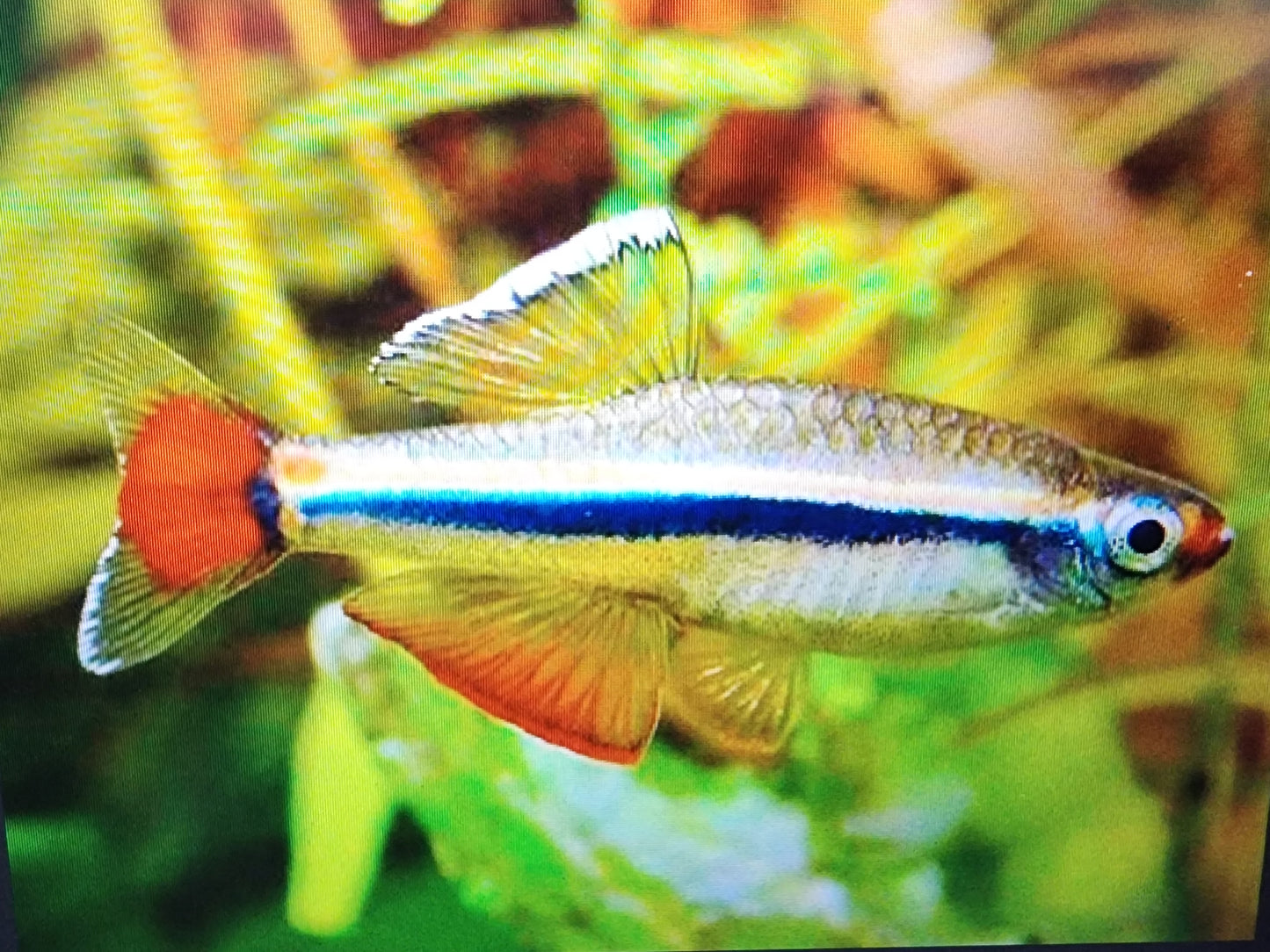 Vietnamese cardinal minnow 2.5cm x 5pc