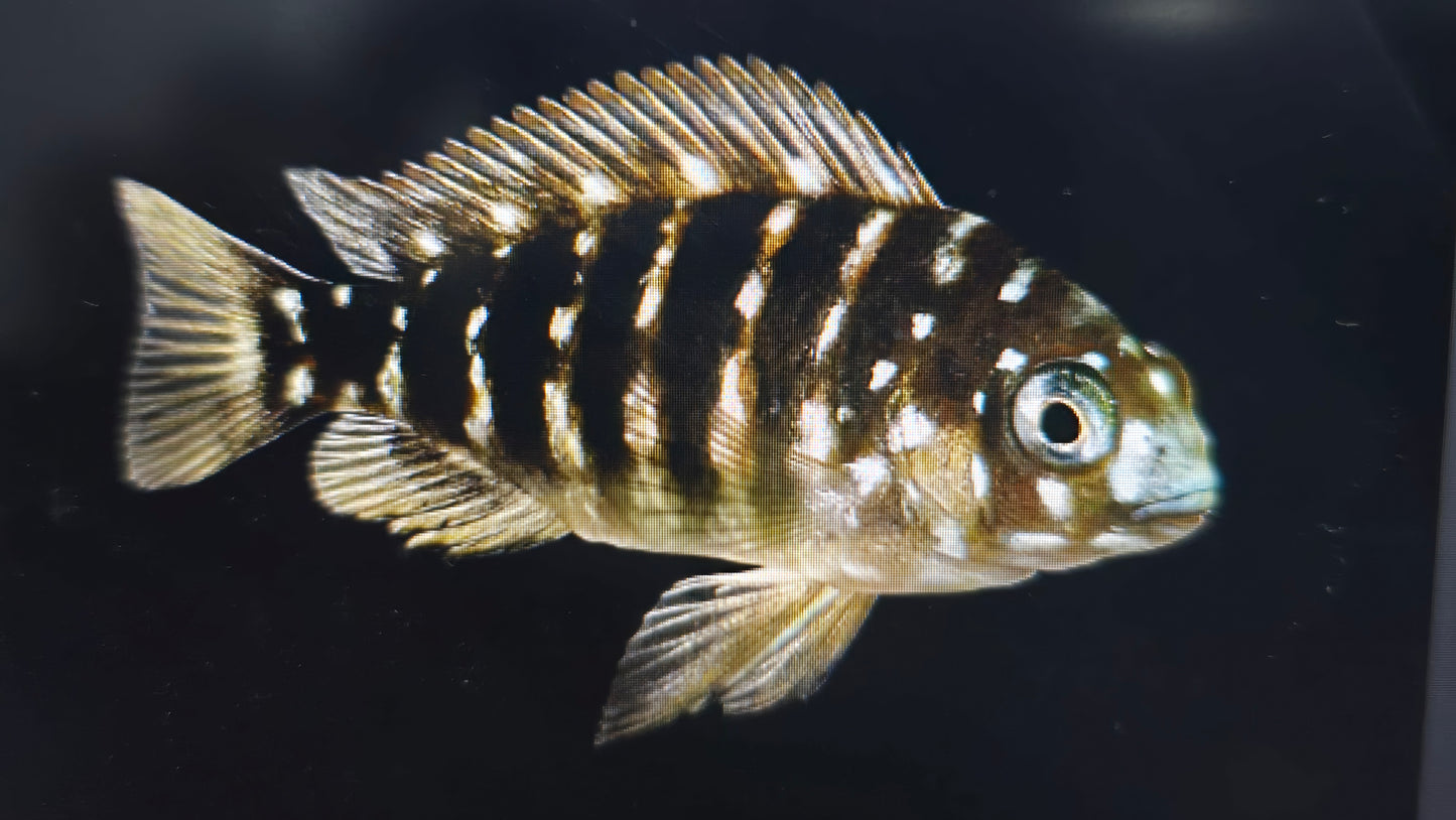 Tropheus duboisi 4cm x 5pc