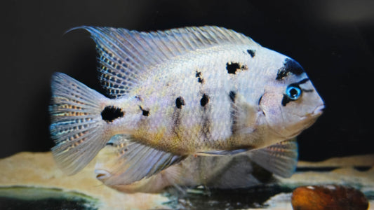 Vieja Argentea cichlid 7-8cm