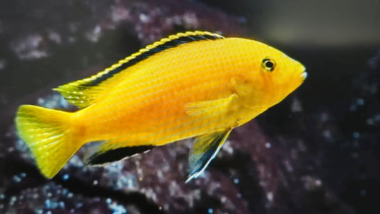 Yellow prince cichlid 5-6cm x 5pc