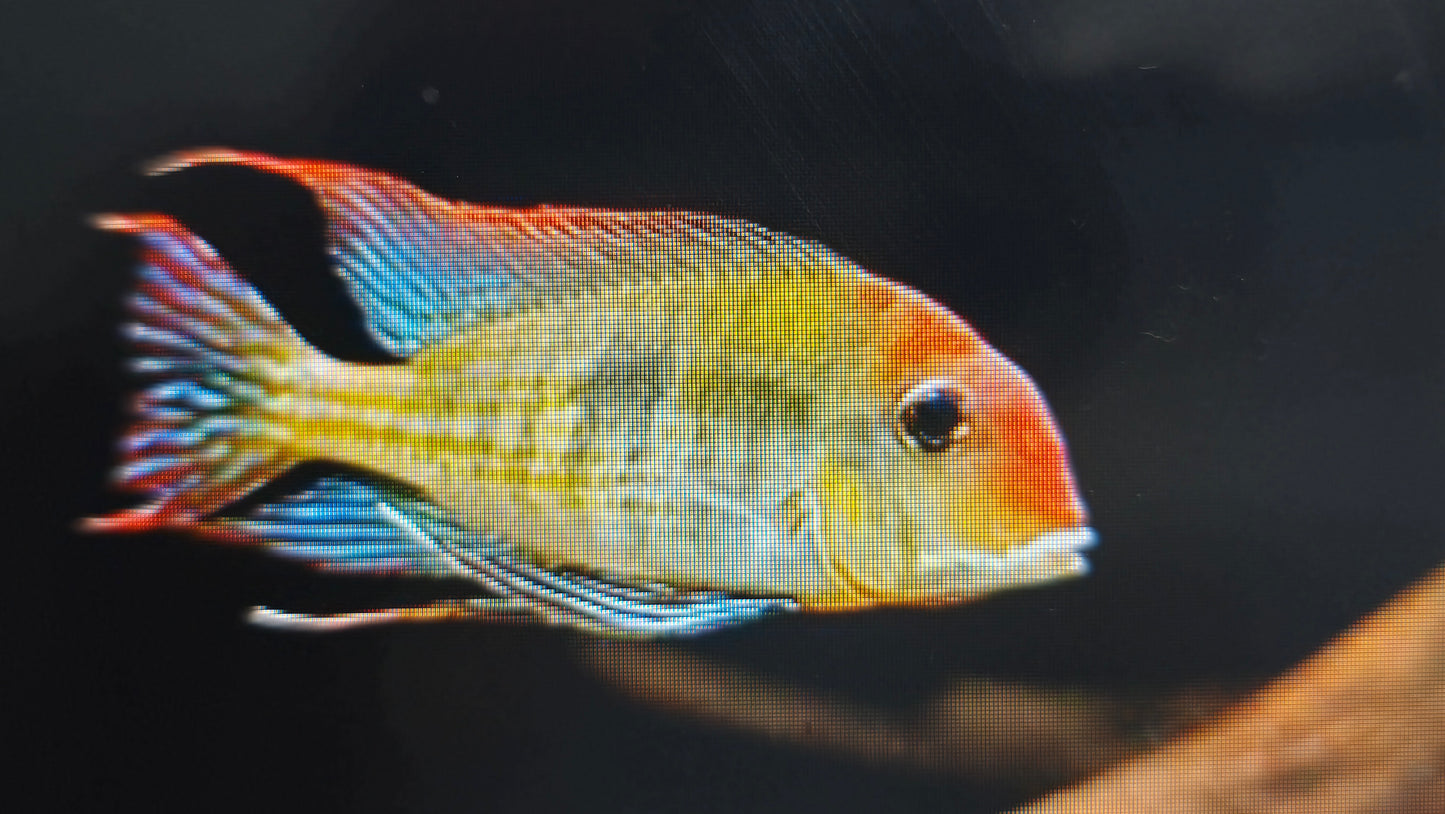 Red head tapajos Cichlid 2", 4"