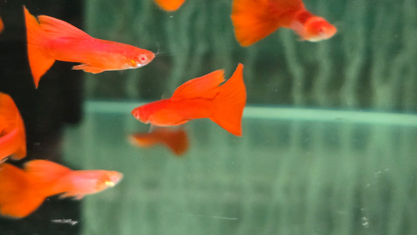 Albino full red guppy 2.5cm pairs