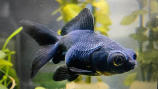 Black Moor goldfish