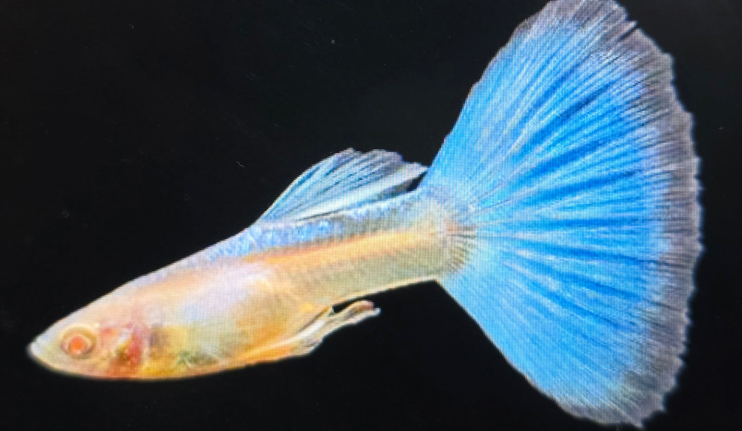 Albino Japan blue guppy 3cm pairs