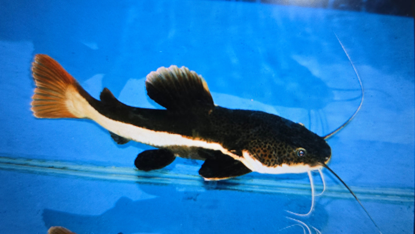 Red tail catfish 5-6cm