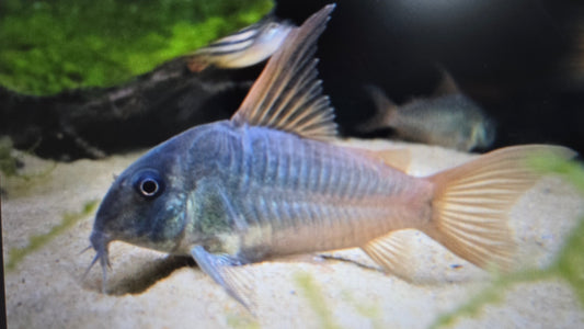 Corydoras concolor 3cm