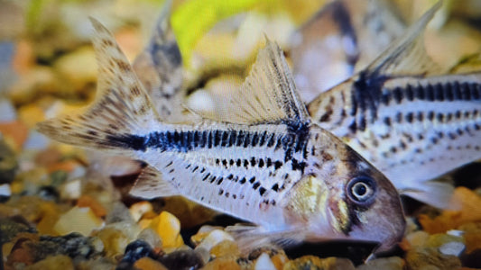 Corydoras Loxozonus 3cm