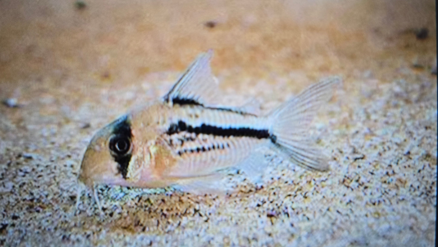 Corydoras axelrodi 3cm