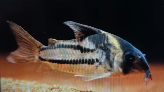 Corydoras cw127 4cm