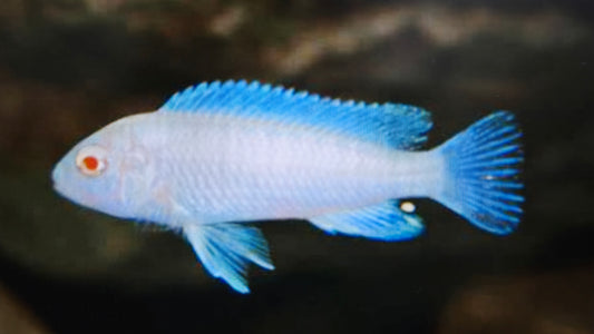 Snow White cichlid 5cm x 5pc