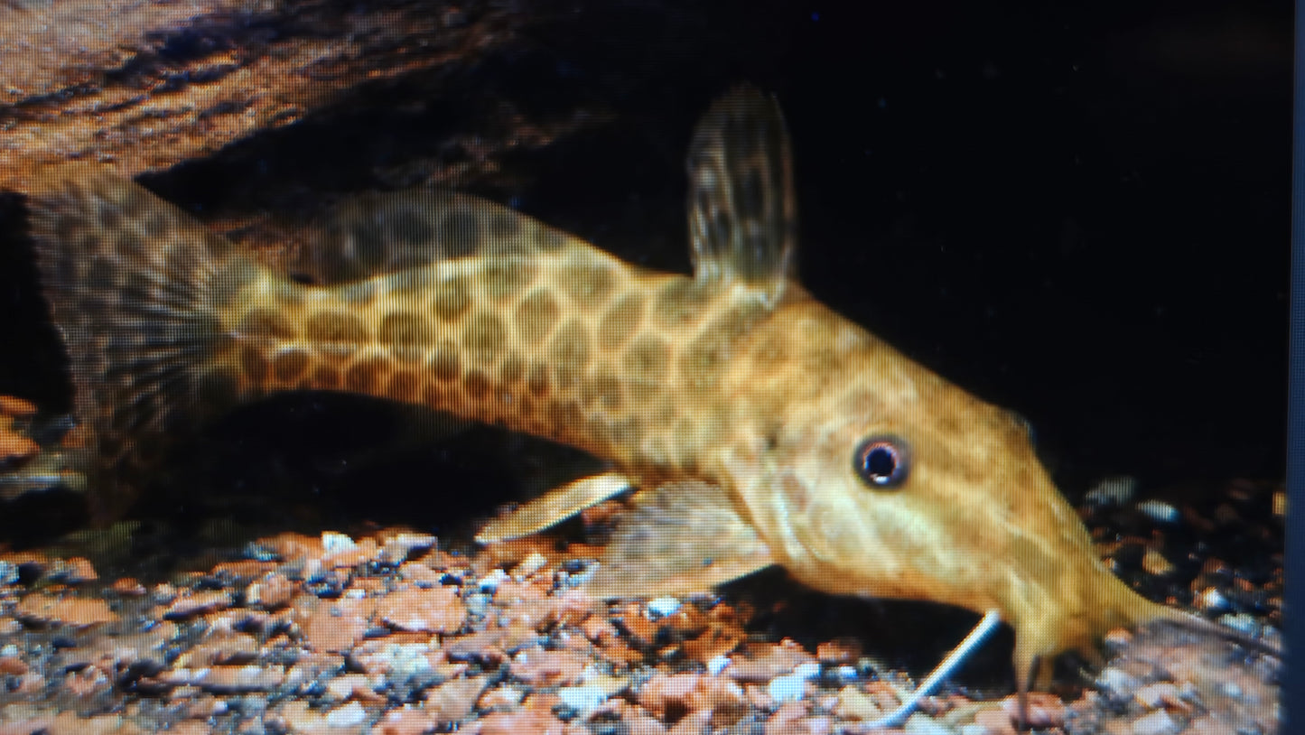 Giraffe catfish 8-10cm