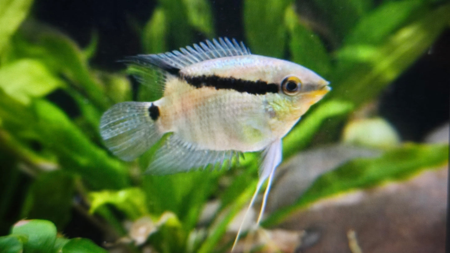 Festivum cichlid 4-5cm