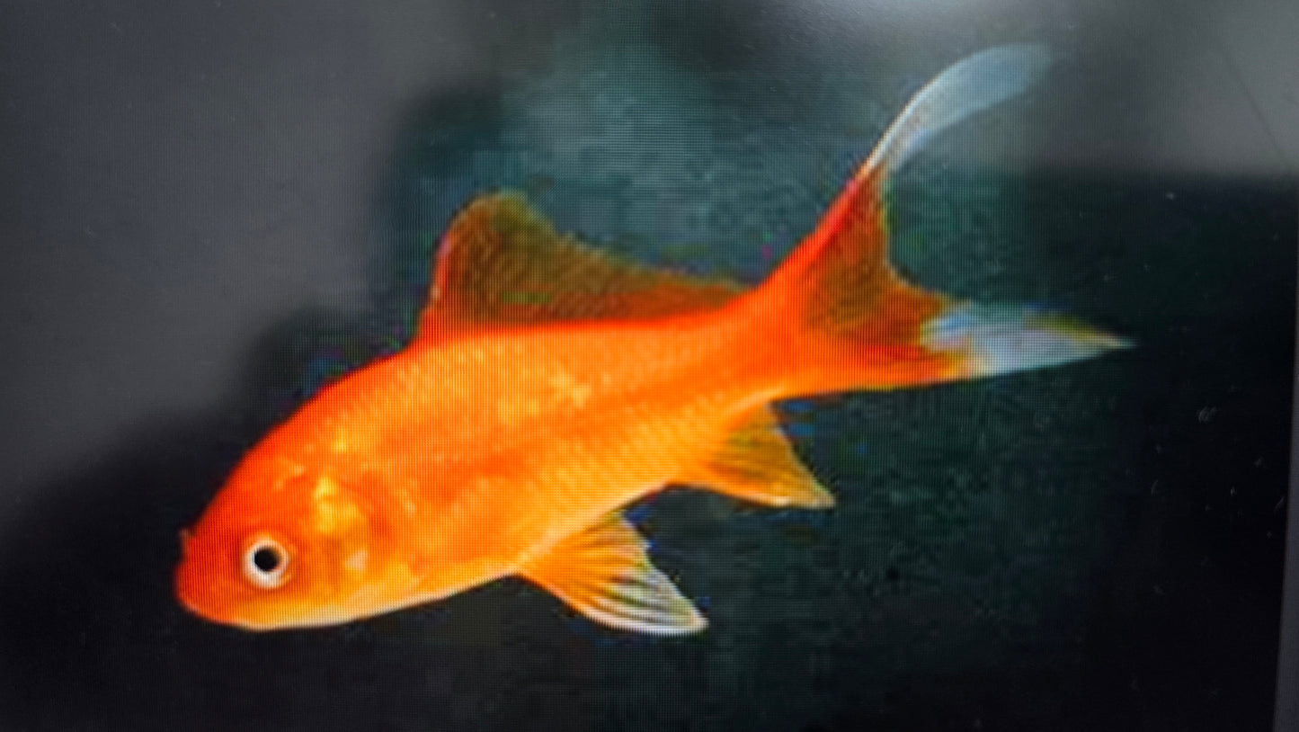 Red comet goldfish 6-7cm x 5pc