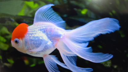 Red cap Oranda Goldfish