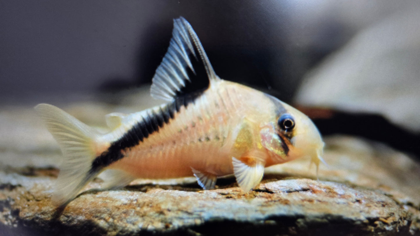 Corydoras melini 4cm