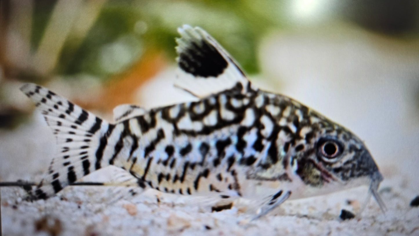 Corydoras reticulatus 4cm