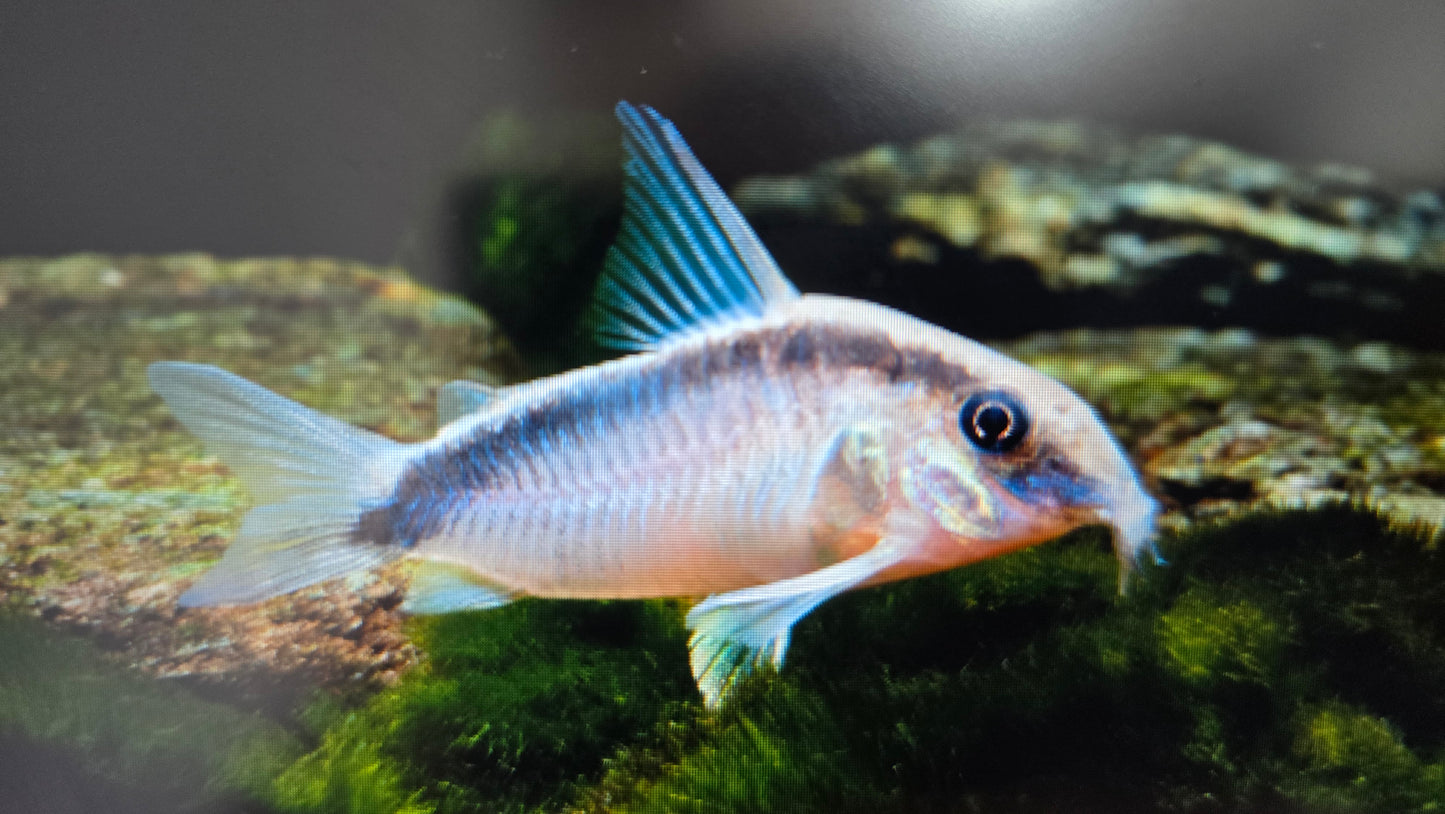 Corydoras arcuatus 4cm