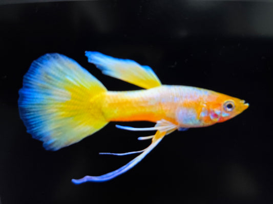 Yellow ribbon guppy pairs