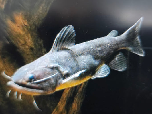 Gulper catfish 6-8cm