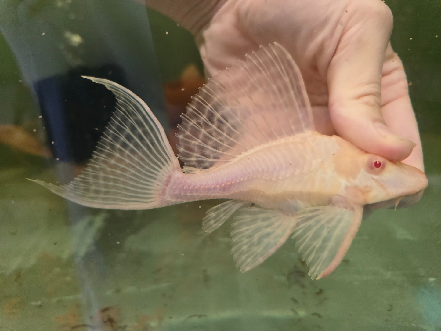 Pleco shortbody albino sailfin 10-12cm