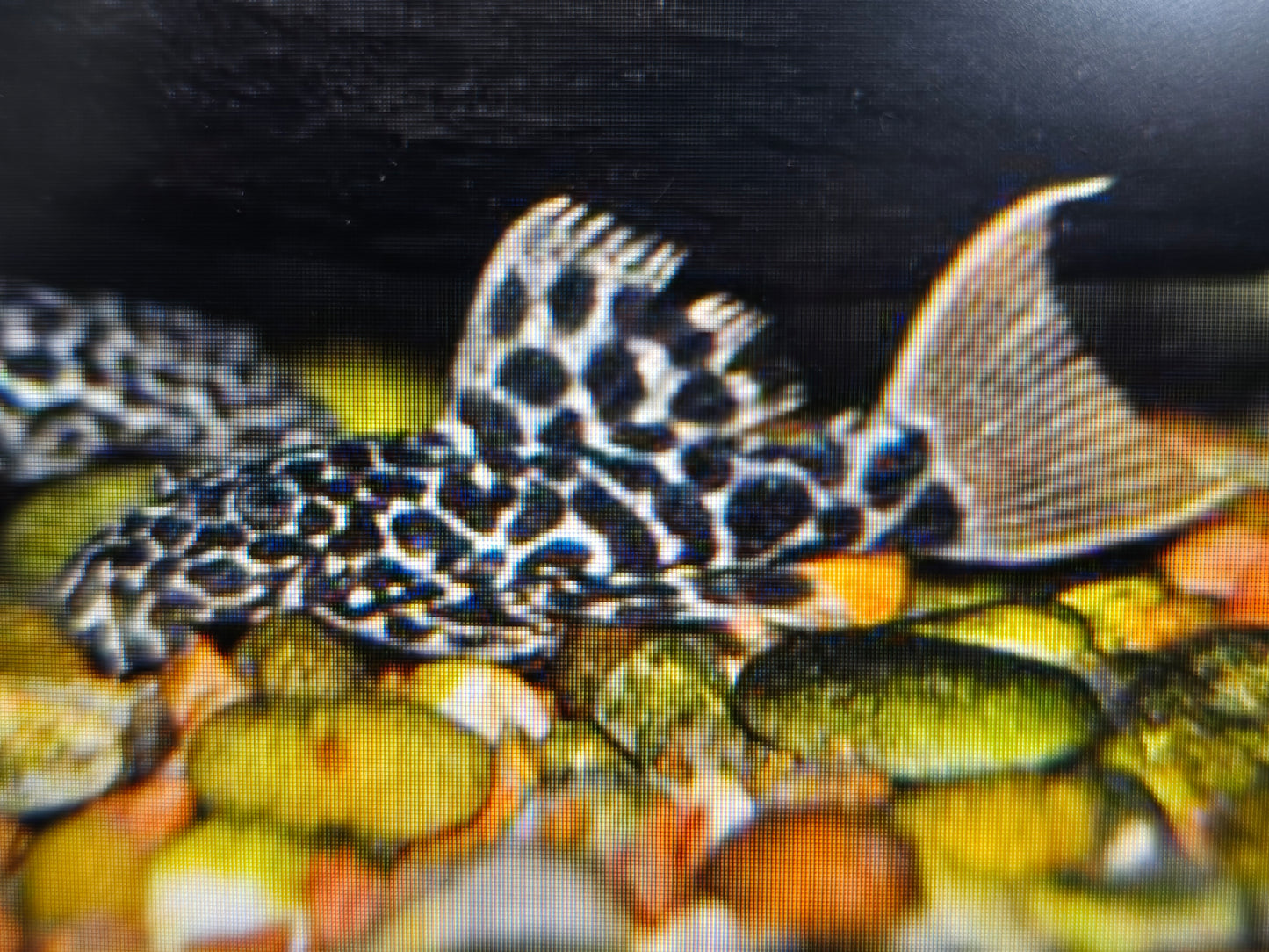 Pleco L114 leopard cactus 6-7cm