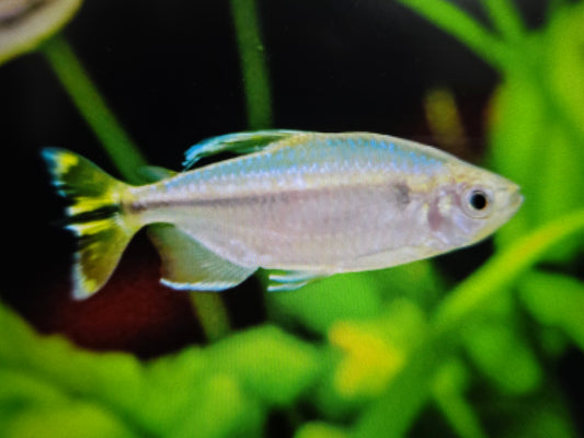 Yellow congo tetra 4-5cm