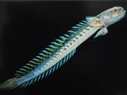 Violet goby 18-25cm