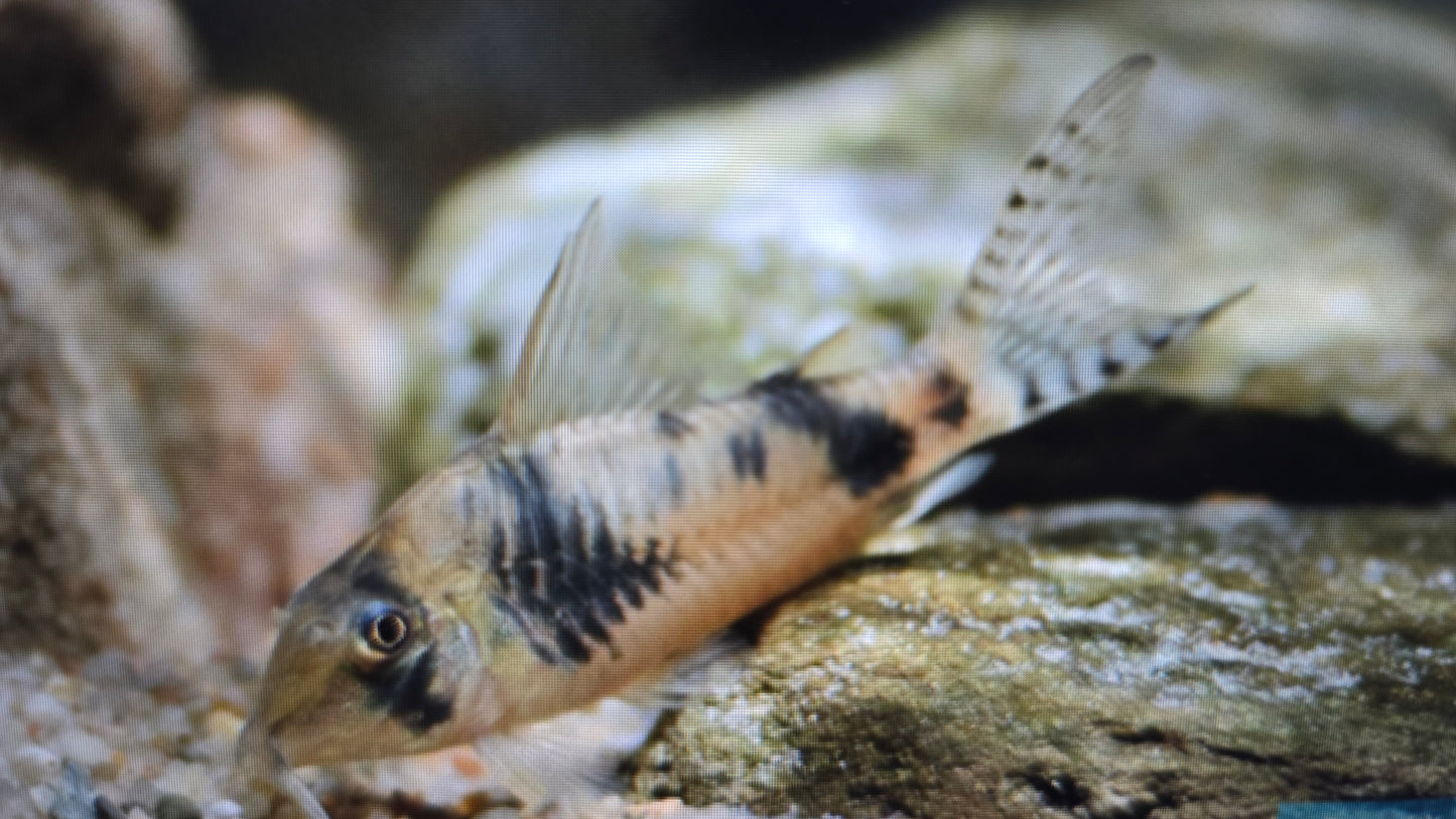 Corydoras Reynoldsi 3-4cm