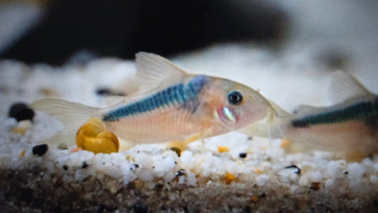 Corydoras rabauti 3-4cm