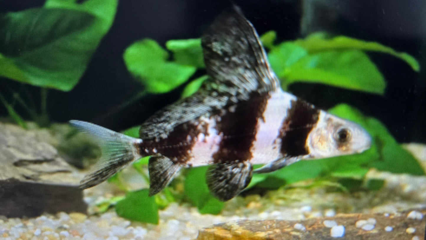 Chinese Hi fin loach 6-8cm