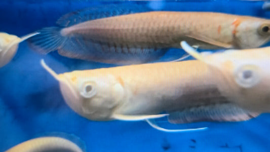 Albino Silver arowana 10-12cm