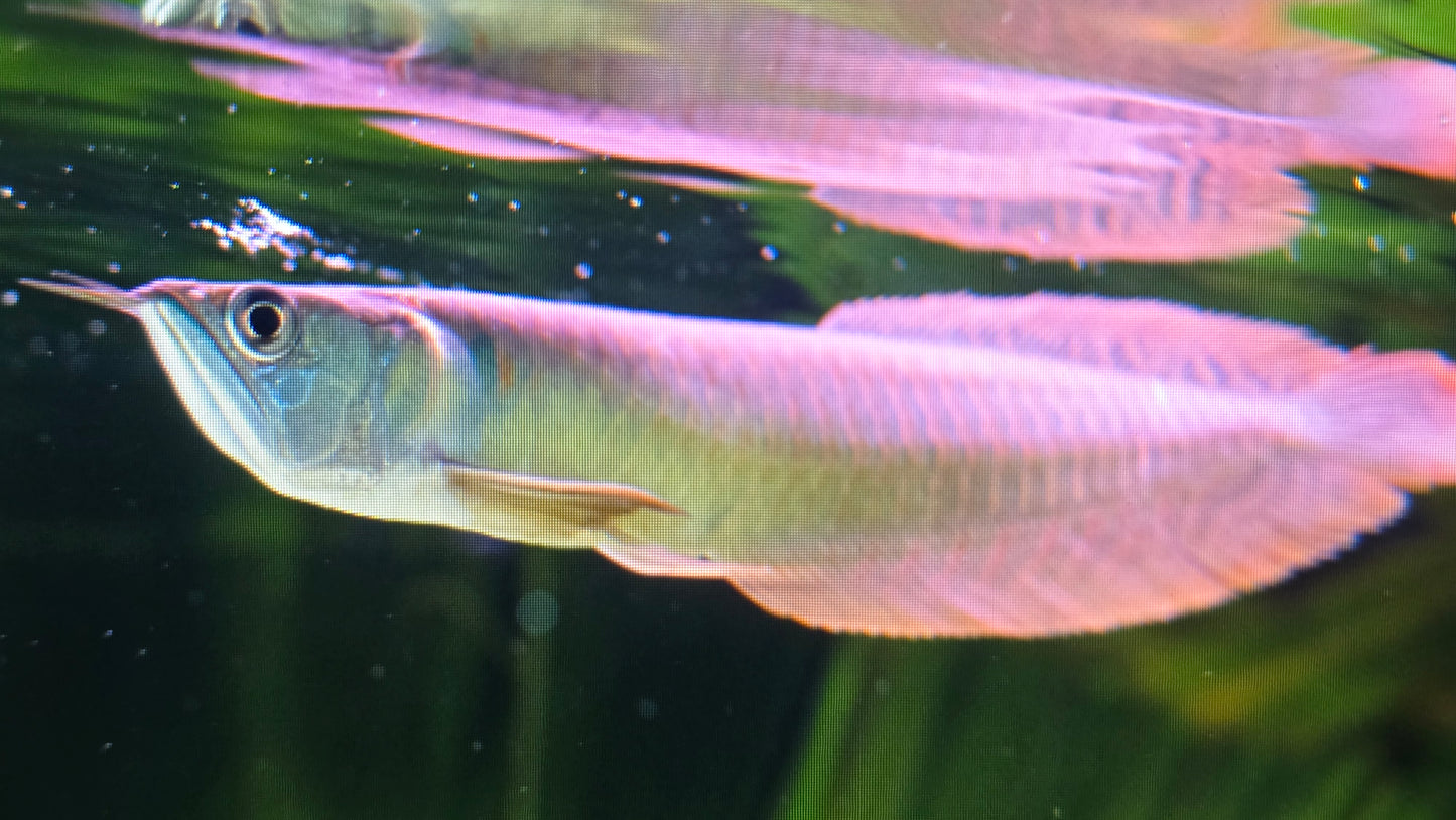 Silver arowana 8-10cm