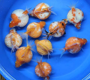 Pearlscale goldfish 4cm x 5pc