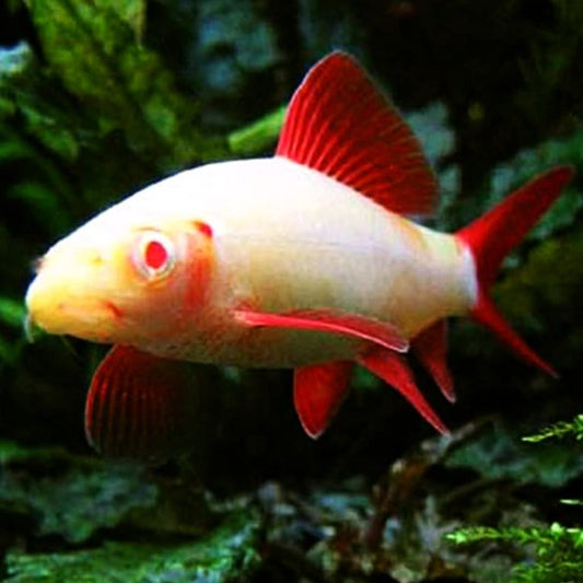 Albino Rainbow Shark 5cm x 5pc