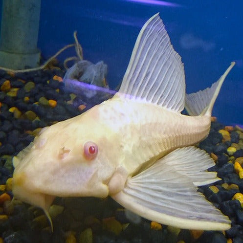 Albino Sailfin Pleco 5cm x 5pc