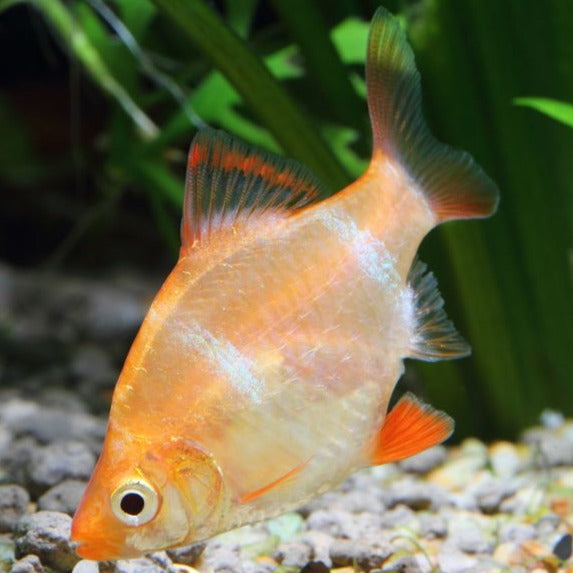 Albino Tiger Barb 3cm x 5pc