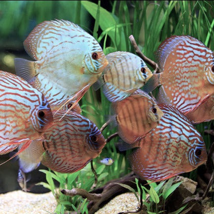 Assorted Discus 2.5", 3", 4"