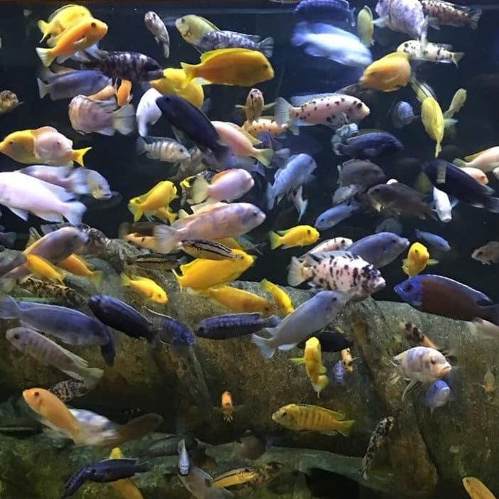 Assorted Peacock Cichlid 5cm x 5pc
