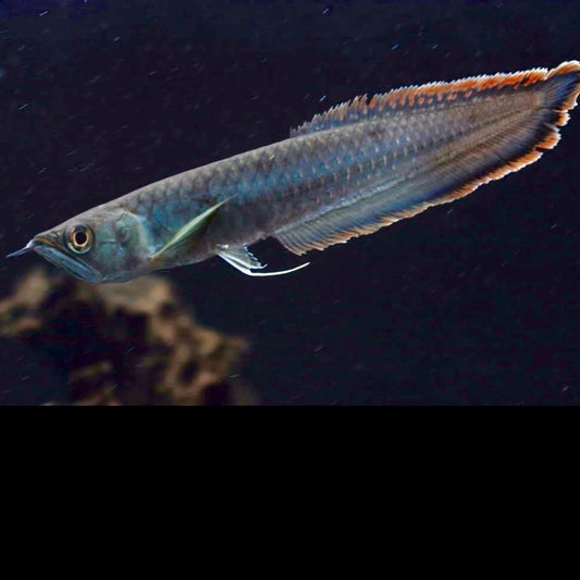 Black arowana 10-12cm