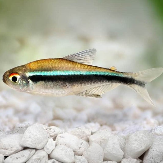 Black neon tetra 2.5cm x 5pc