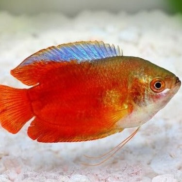 Blood Red Dwarf Gourami (Male) 3cm x 5pc