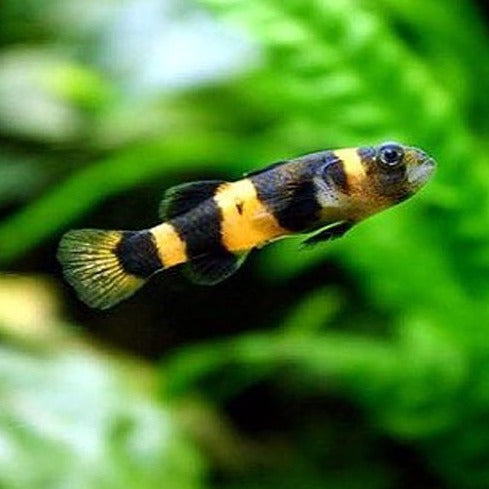 Bumblebee Goby 2cm x 5pc