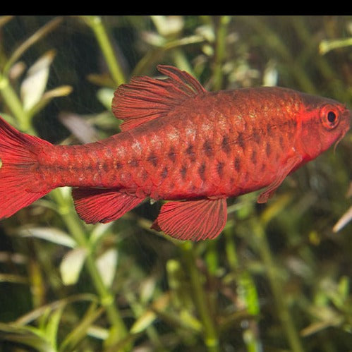 Cherry Barb 3cm x 5pc