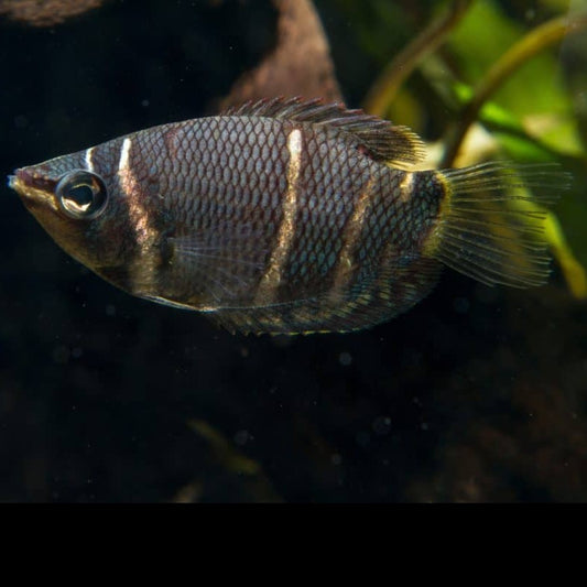 Chocolate Gourami 3cm