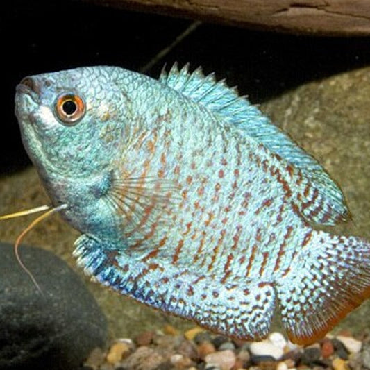 Cobalt Blue Gourami (Male) 3cm X 5pc