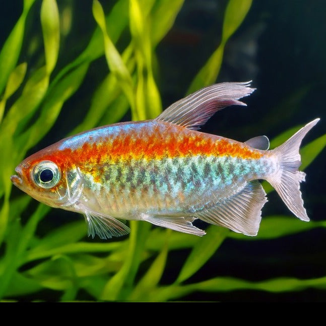 Congo Tetra XL 4cm